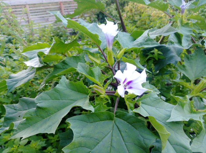 Okänd växt med stora gröna blad och vita trumpetformade blommor med lila inslag, i odlingskrag.