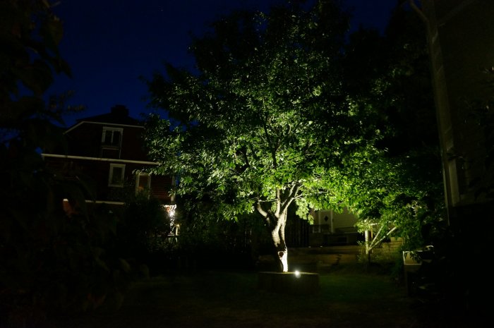 Träd upplyst av markbelysning i nattlig trädgård med hus i bakgrunden.