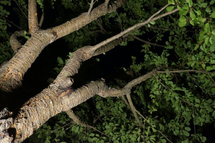 Grova trädgrenar i förgrunden med sträv bark, belysta nattetid, med gröna lövverk som bakgrund.