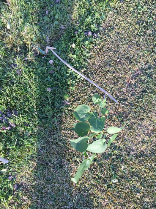 Nyplanterad rotstickling i gräsmark med spade i närheten.