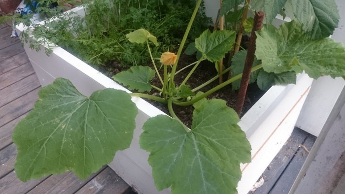 Växt med stora gröna blad och gula blommor i en vit låda, efter att ha överlevt vintern och vänt jord.