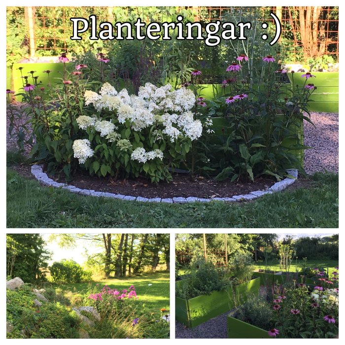 Blomstrande trädgårdsrabatt med vita vipphortensior och lila rudbeckior omgiven av grönskande landskap.