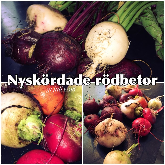 Nyss skördade rödbetor med jordrester, datumstämpel "31 juli 2016".