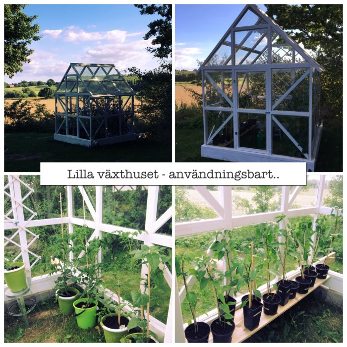 Collage av ett litet hemmabyggt växthus i olika stadier, med slutlig bild på grönsaksplantor inne i det nästan färdiga växthuset.