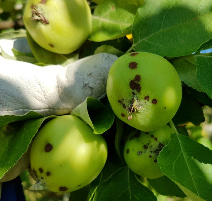 Gröna äpplen på gren med bruna fläckar, möjlig sjukdom, omges av lövverk.