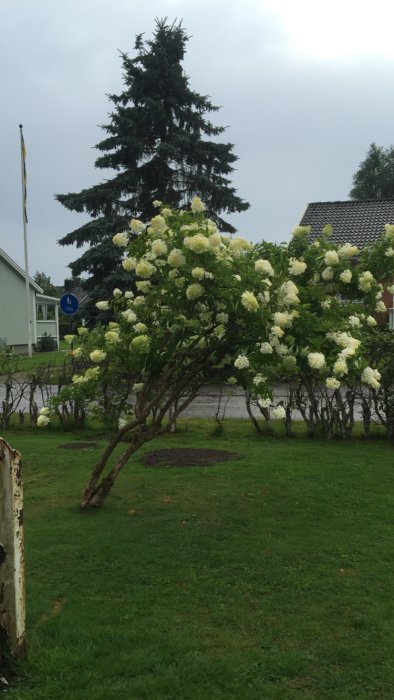 Lutande buske med vita blommor framför ett hus och gran, fråga om den kan rätas upp.