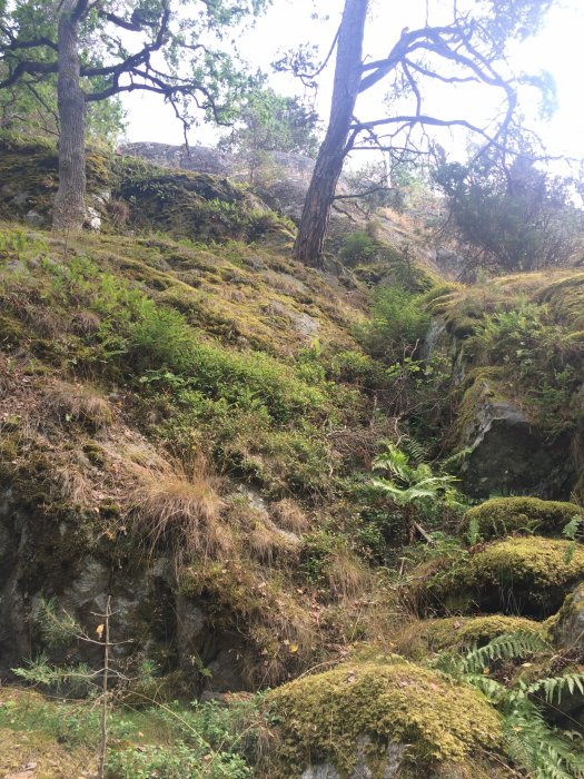 Skog, mossa, klippor, träd, ormbunkar, vilt, grönt, natur, lutning, dagtid.