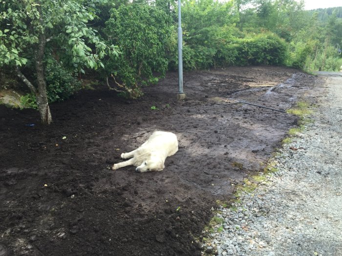 Blöt trädgård med en vit hund som ligger på marken, nära kratta och jordhögar.