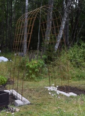 En hemmagjord björnbärsportal av armeringsnät och armeringsjärn placerad i en trädgård, med förbättrad jord runtomkring.