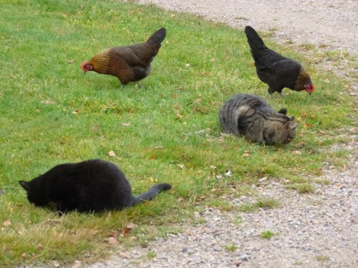 Två katter och höns äter majs på en gräsmatta.