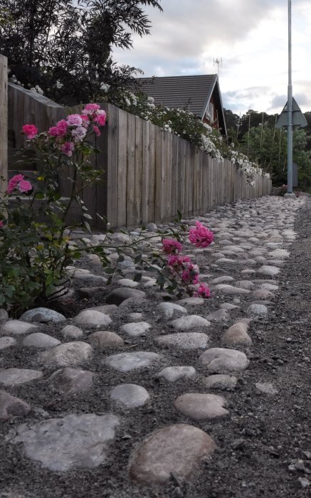 Kullerstensbelagd stig längs ett staket med rosa och vita rosor, omvandling från ogräsodling.