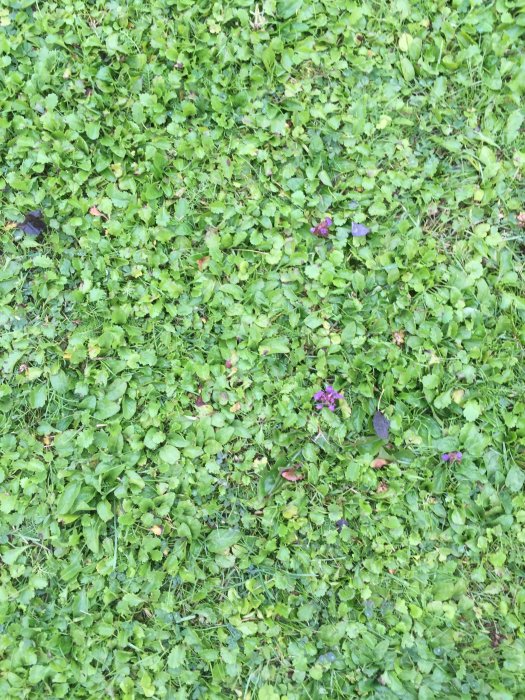 Gräsmatta med blandade gröna bladväxter och enstaka lila blommande ogräs.