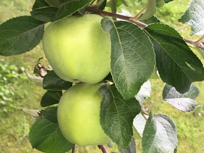 Tre gröna omogna äpplen hänger på en gren med frodiga gröna blad i ett äppelträd.