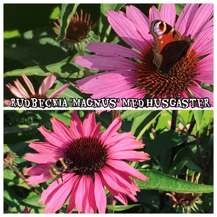 Två närbilder av 'Rudbeckia Magnus'-blommor med en fjäril på den övre och en humla på den nedre.