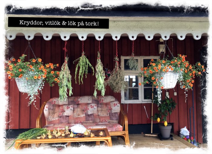 Kryddor och lökar hängande på tork framför ett rött hus med en mysig veranda; blommor och vitlök bland verandans inredning.