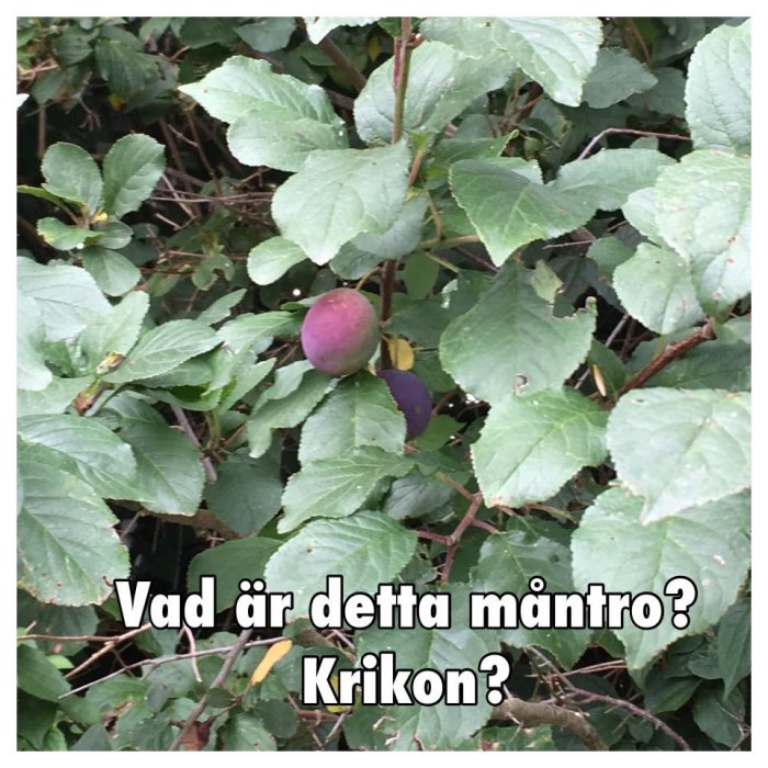 Mogna plommon på en gren bland gröna blad, undran om det är krikon.