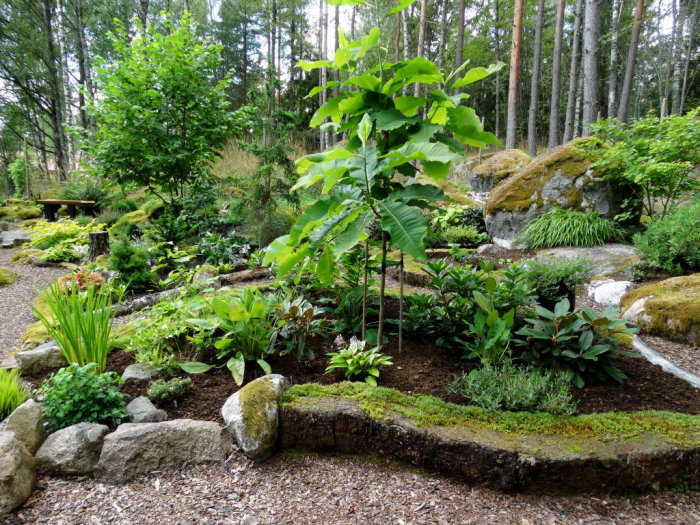 Välskött trädgård med frodiga växter och stenparti omgiven av skog.