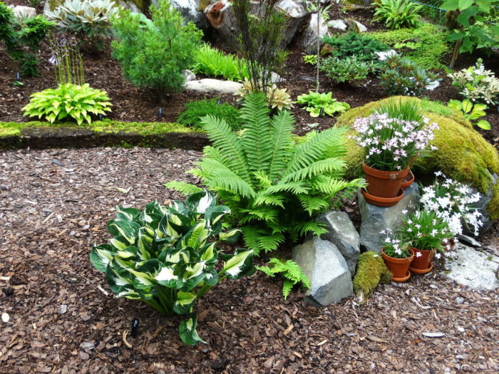 Trädgårdsland med ormbunkar, hosta och krukväxter, nysprinklat med vatten.