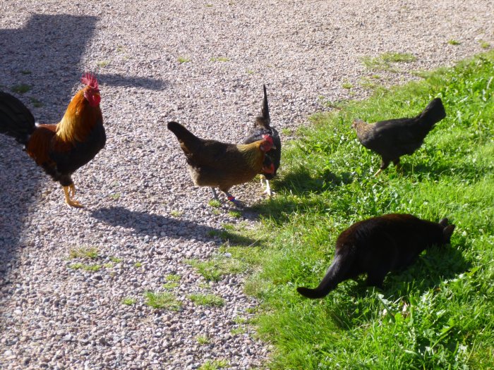 Höns och en svart katt äter kikärtor på en grusgång bredvid gräset i en trädgård.