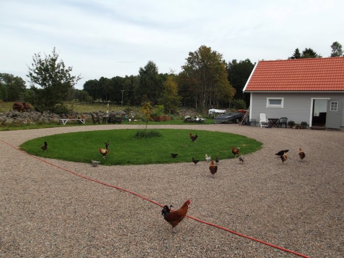 Rund gräsmatta med höns som sprider sig över grusväg nära en lantlig byggnad.