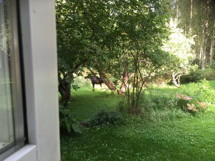 En älg som står i en frodig trädgård sedd genom ett fönster, med gröna träd och buskar i bakgrunden.