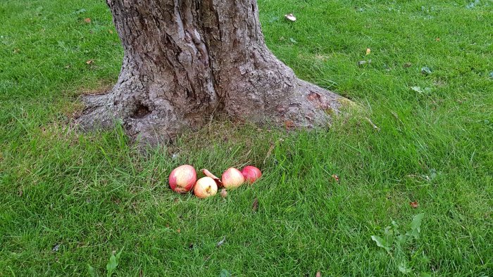 Äpplen arrangerade i en linje vid basen av ett träd på en gräsmatta, vilket visar fallfrukt nära stammen.