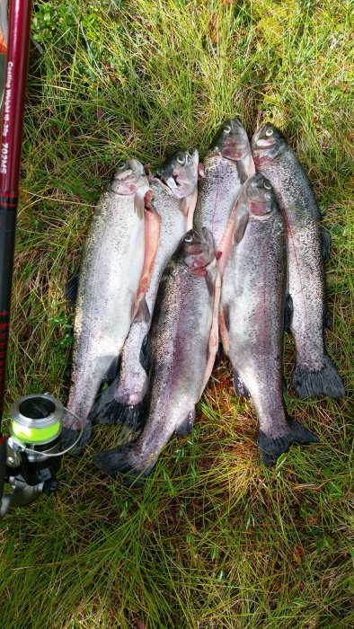 Fyra öringar på gräs bredvid en fiskespö och en rulle, från en framgångsrik fiskeutflykt i Sälen.