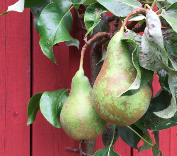 Två omoget päron med gröna blad framför en röd trävägg.