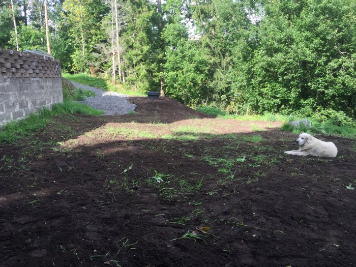 Nykrattad jord i trädgården med en vit hund som ligger till vänster och en skottkärra i bakgrunden.
