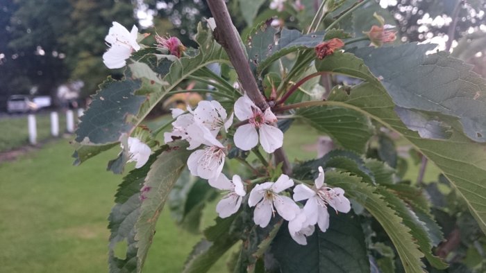 Körsbärsträd med vita blommor i blomning under sensommar, med synliga gröna blad.