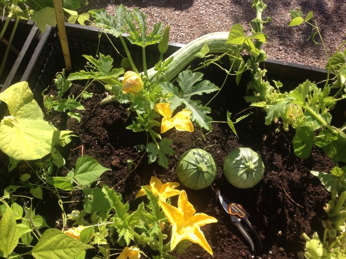 En trädgårdshörna med växande gröna pumpor, zucchiniblommor och spenat i solskenet.