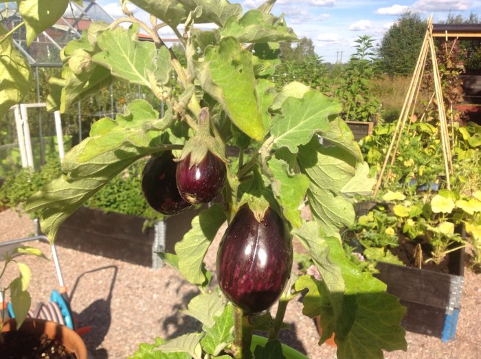 Två mogna auberginer på plantan i en köksträdgård, med grönsaksland i bakgrunden.