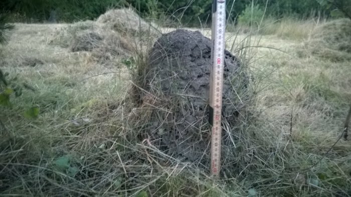 Myrstack mätt med tumstock mitt i ett röjt område med torrt gräs och viss vegetation omkring.