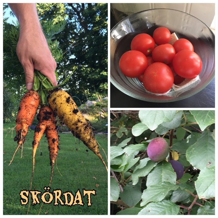 Kollage av skördade grönsaker: ryckta morötter med jord i handen, skål med röda tomater, gren med omogna päron. Text "SKÖRDAT".