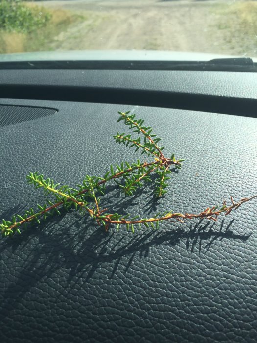 Kvist med okända små röda bär och nål-liknande blad på bilens instrumentbräda.