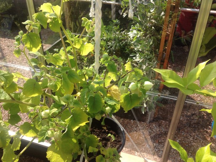 Solbelysta tomatplantor med gröna blad och omogna frukter i ett växthus.