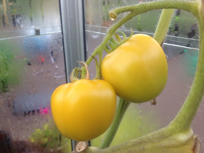 Gula tomatplantor nära fönstret med dagg och trädgårdsutsikt i bakgrunden.