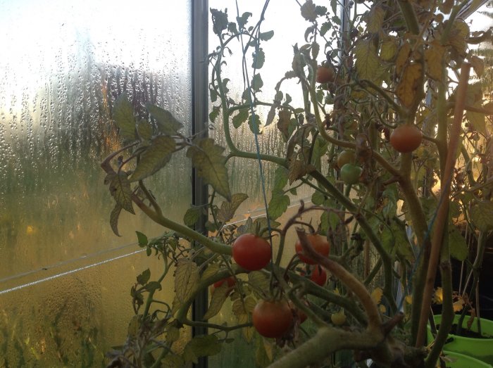 Tomatplantor med blandning av mogna och omogna tomater vid ett imigt fönster.