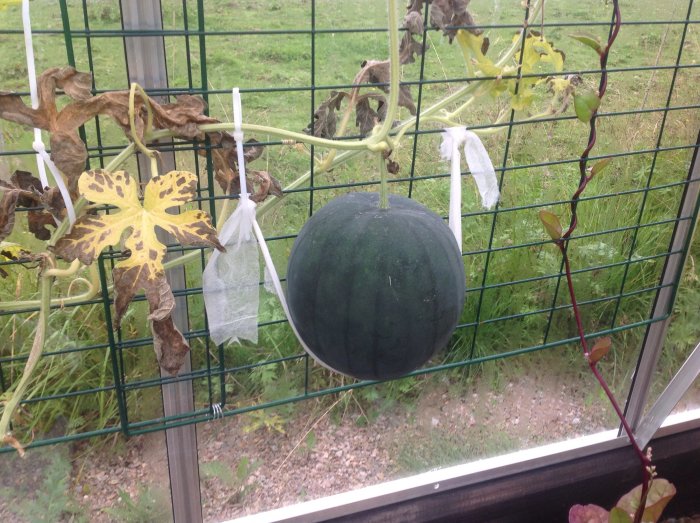 En melon hängande på ett nätstaket med gulnande blad, i en oorganiserad trädgård.