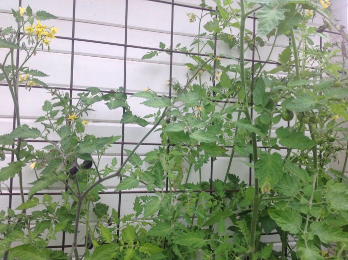 Tomatplantor med blommor och omogna tomater som växer längs ett metallstaket.