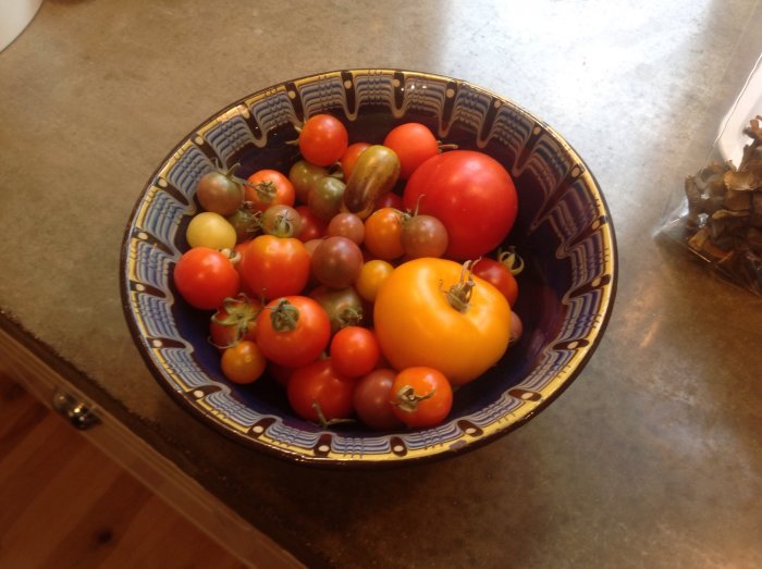 Färgstarka tomater i olika storlekar och färger i en blå dekorerad skål på ett köksbord.