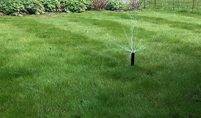 Sprinkler som vattnar en gräsmatta med buskar i bakgrunden.