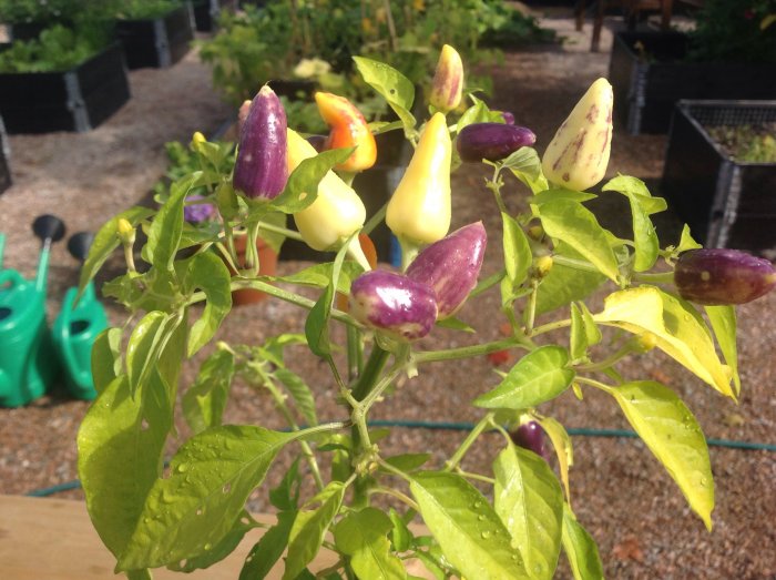 Chiliplant med tvåfärgade frukter i en trädgård efter skadedjursöverkomst.