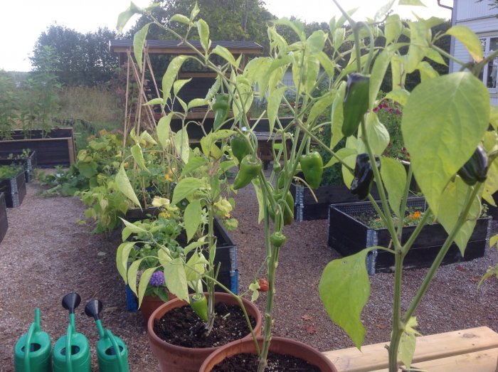 Chiliplantor med mognande frukter i en kruka framför ett upphöjt trädgårdsland i en hemmagård.