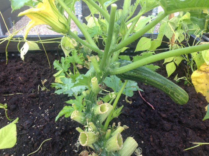 Squashplanta med mogen frukt och blomma i ett växthus med fuktig jord.