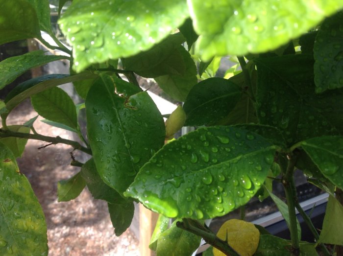 Växande chiliplanta med glänsande blad efter regn, synlig chili och vattendroppar.