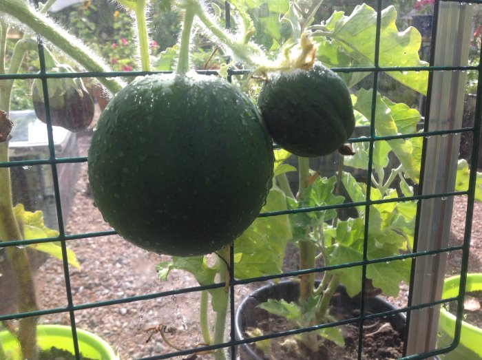 Två gröna squashar på planta innanför ett staket i ett växthus, med droppar på skalet.