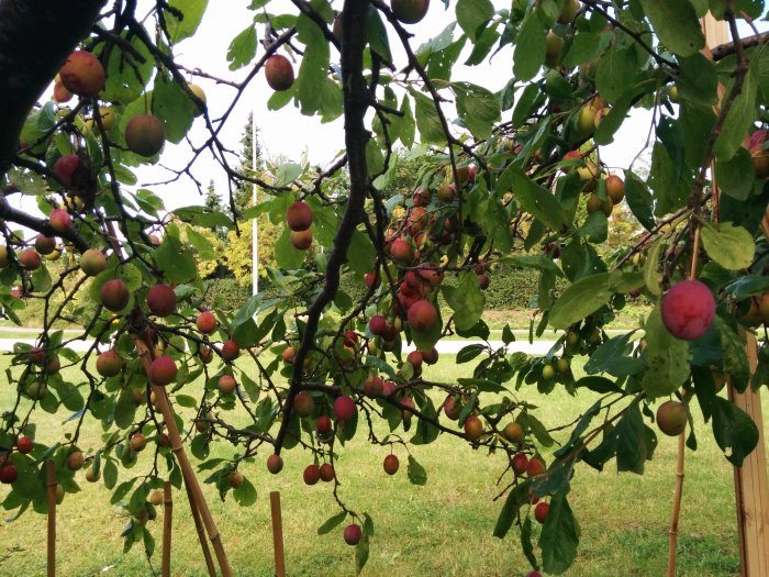 Grenar av ett plommonträd fulla av mogna och omogna frukter, understödda av träpinnar.