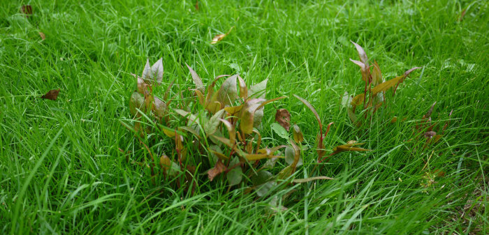 Parkslideplantor som sprider sig i en grön gräsmatta, några blad med brunaktiga tippar.