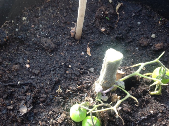 Nedklippt tomatplanta med omogna gröna tomater på fuktig jord i växthus.